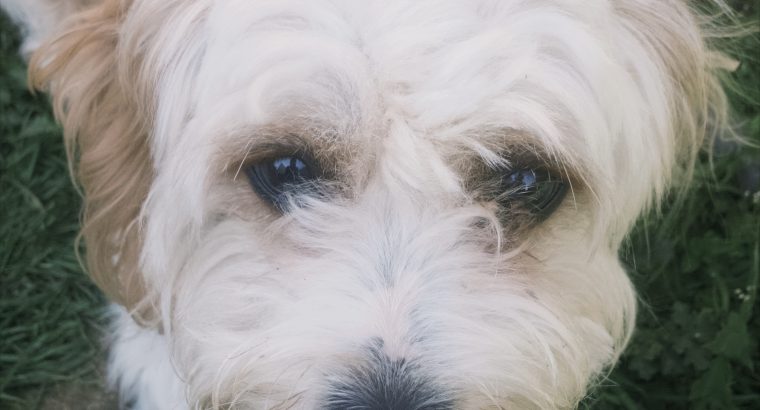 Affectionate cavachon in Dunshaughlin