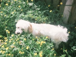 Affectionate cavachon in Dunshaughlin