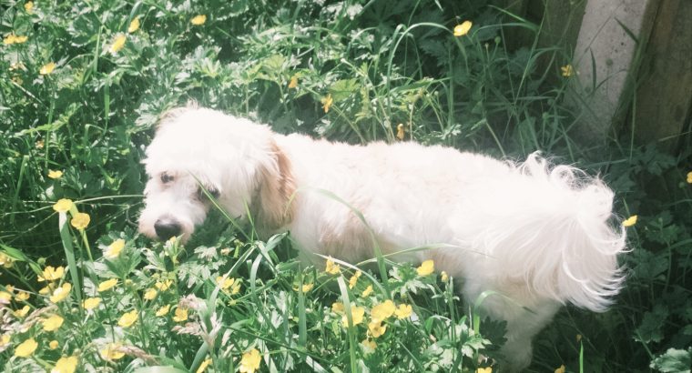 Affectionate cavachon in Dunshaughlin