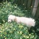 Affectionate cavachon in Dunshaughlin