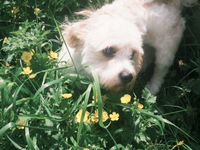 Affectionate cavachon in Dunshaughlin