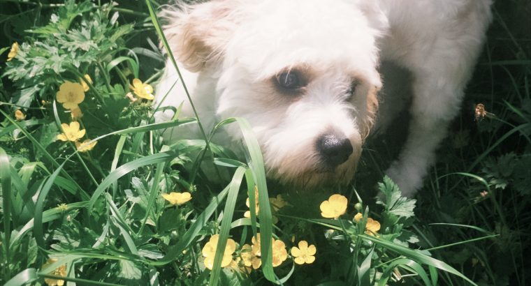 Affectionate cavachon in Dunshaughlin