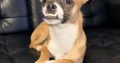Male Chihuahua for sale