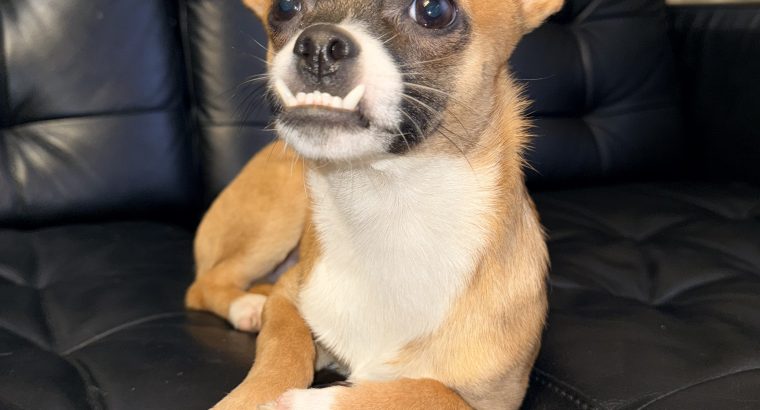 Male Chihuahua for sale