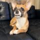 Male Chihuahua for sale