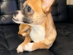 Male Chihuahua for sale