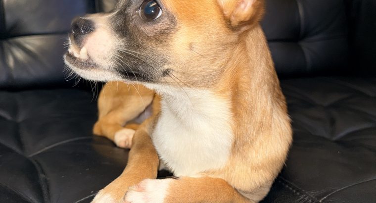 Male Chihuahua for sale