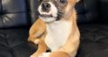 Male Chihuahua for sale