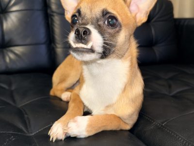 Chihuahua Puppies for Sale in Balbriggan
