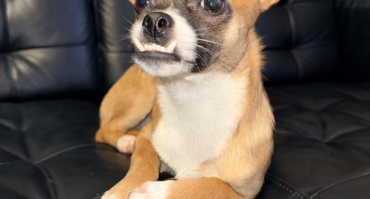 Male Chihuahua for sale