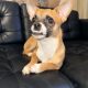 Male Chihuahua for sale