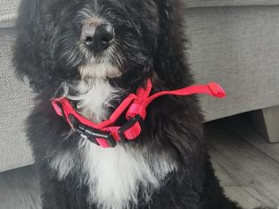 Bernedoodle