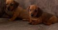 Miniature Dachshund