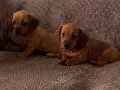Miniature Dachshund