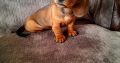 Miniature Dachshund