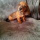 Miniature Dachshund