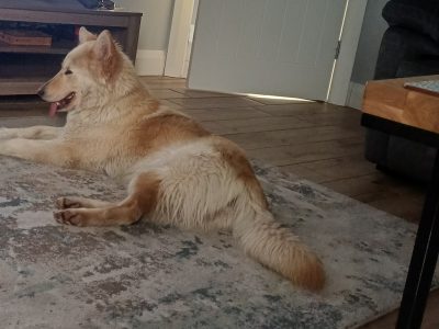 Husky,German shepard for sale