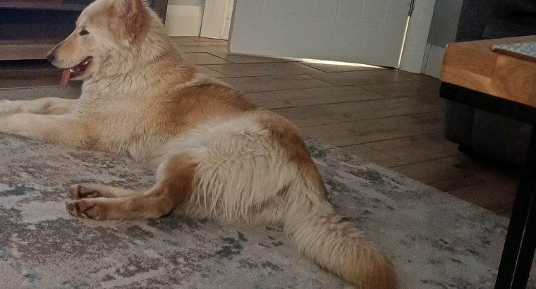 Husky,German shepard for sale