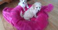 Cavachon