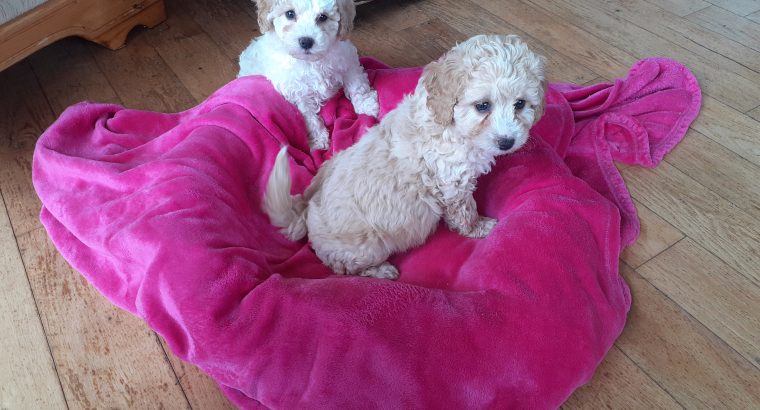 Cavachon