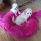 Cavachon