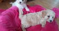 Cavachon