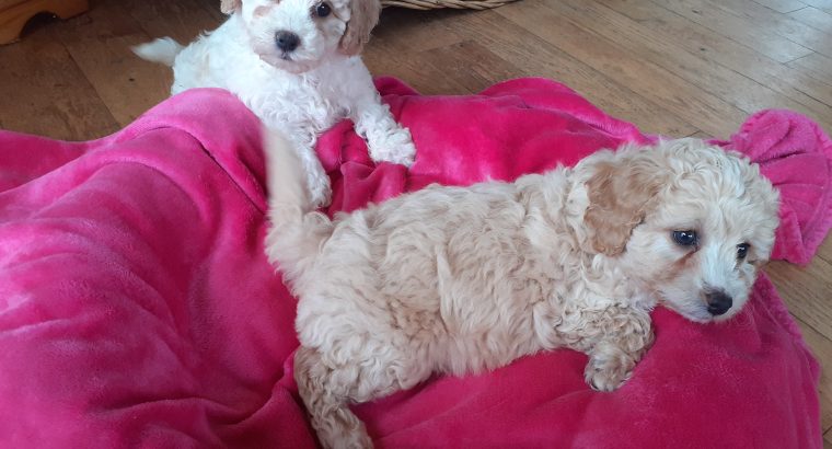 Cavachon