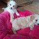 Cavachon
