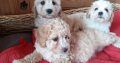 Cavachon