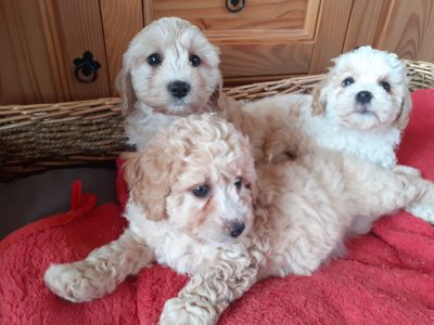 Cavachon