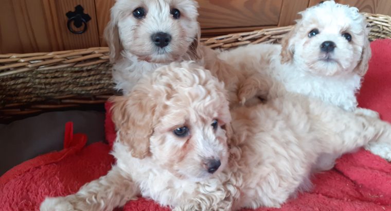 Cavachon