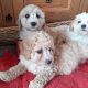Cavachon