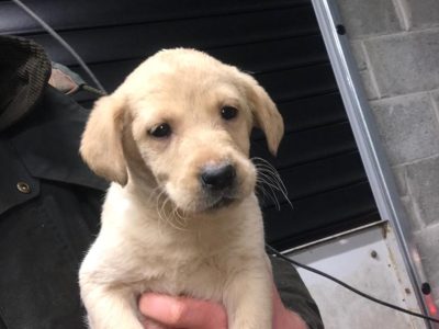 Purebred Labrador puppies