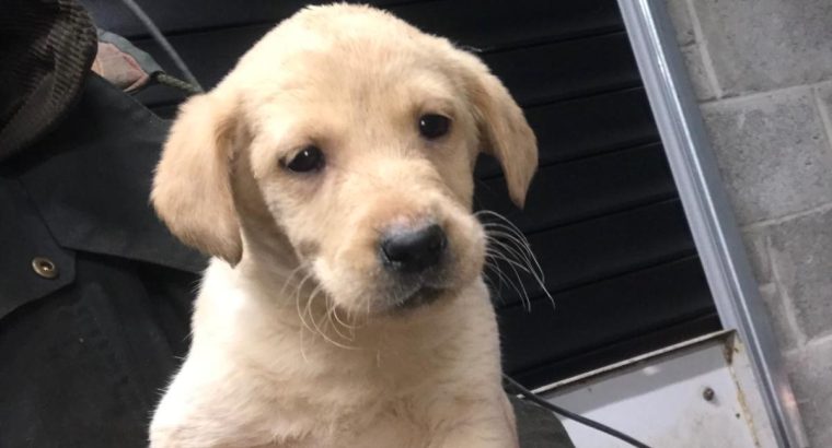 Purebred Labrador puppies