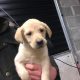 Purebred Labrador puppies