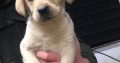 Purebred Labrador puppies