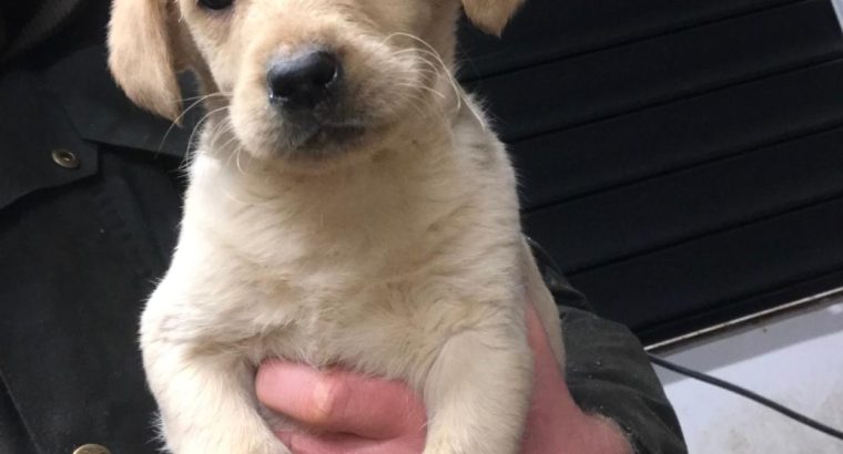 Purebred Labrador puppies