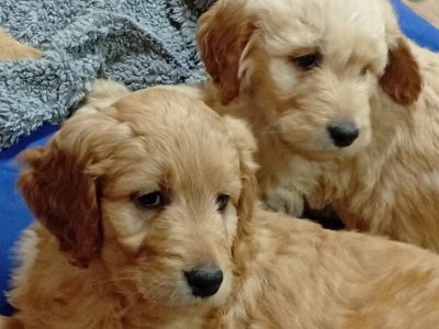 Goldendoodles