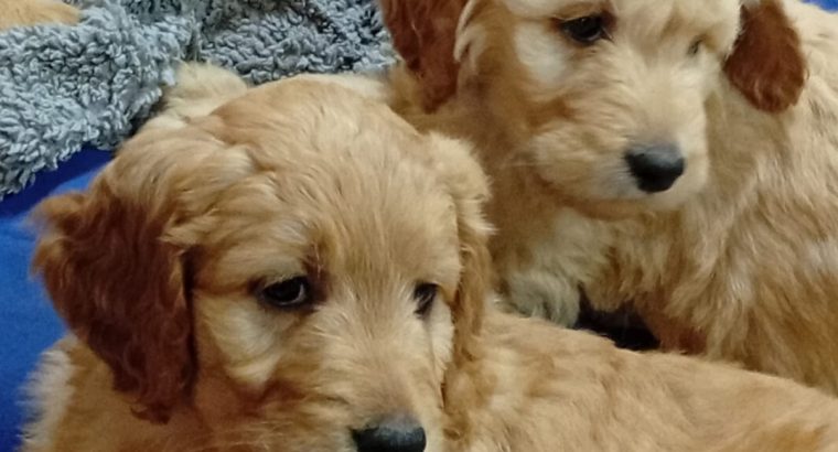 Goldendoodles