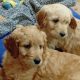 Goldendoodles