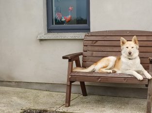 Husky,German shepard for sale