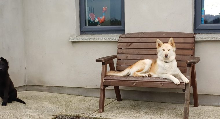 Husky,German shepard for sale