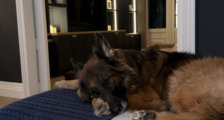 German Shepard female dog