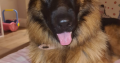 German Shepard female dog