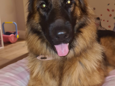 German Shepard female dog
