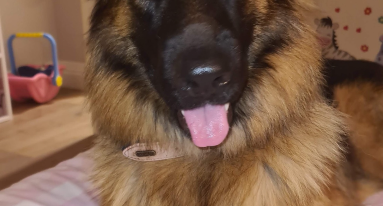 German Shepard female dog