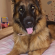 German Shepard female dog