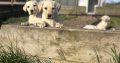 Purebred Labrador puppies