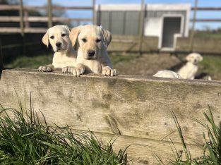 Purebred Labrador puppies