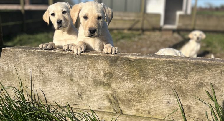 Purebred Labrador puppies